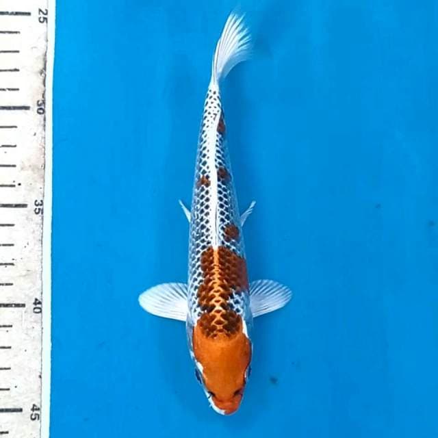 Kujaku, 20 cm