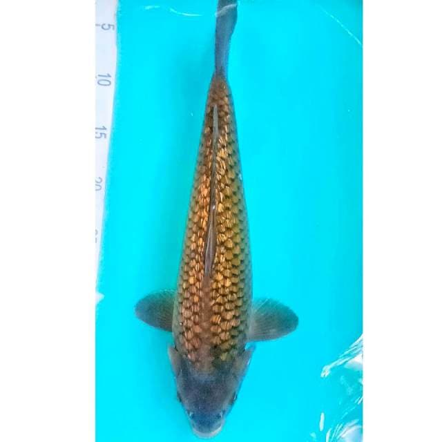 Midori Ginrin 39cm Jantan