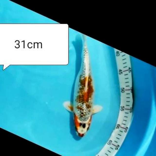 KUJAKU GINRIN 31CM