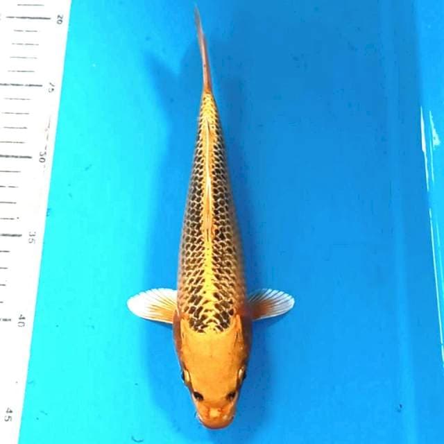 Kin matsuba, 24 cm