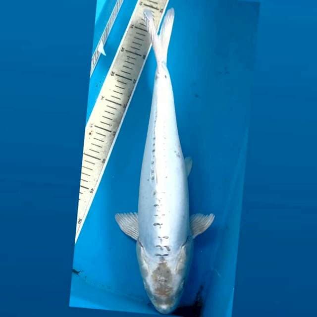 Hikari mujimono doitsu, 45 cm