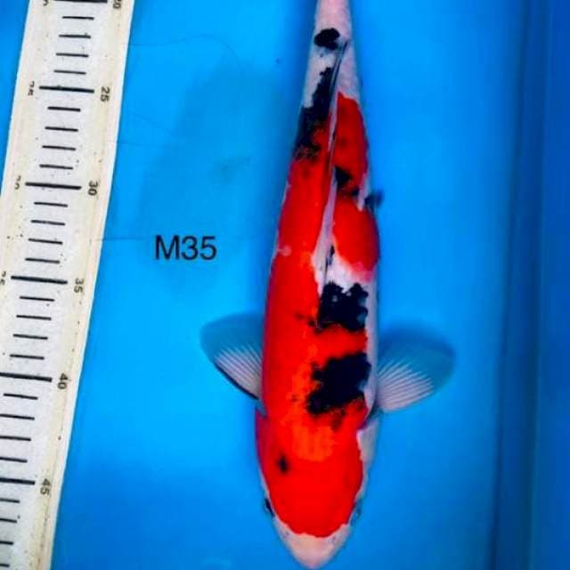 Good sanke, m35cm