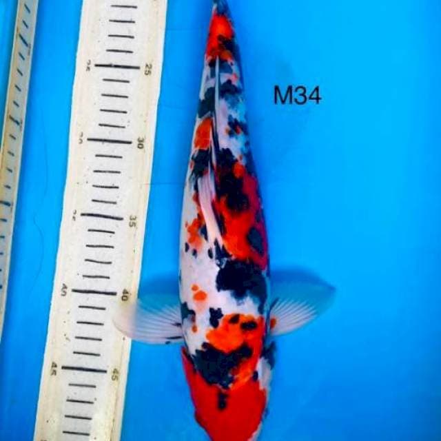 Phantom sanke, m34cm