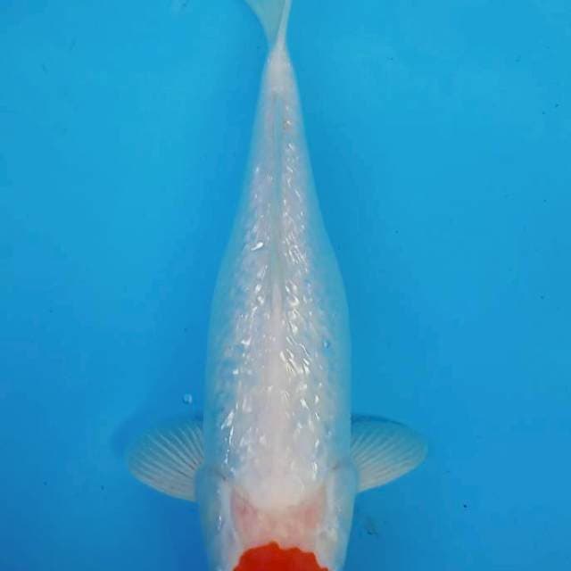 ORIGINAL TANCHO KOHAKU GINRIN 34CM