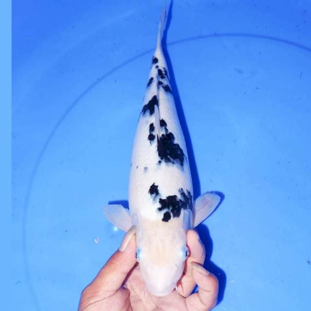 30CM F1 BEKKO BADAK AIR