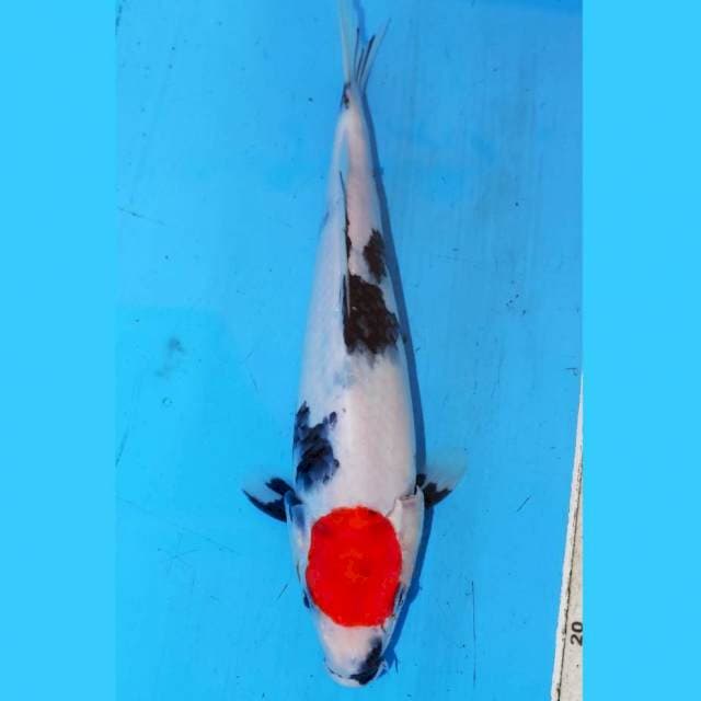 25CM TANCHO SHOWA JOSS