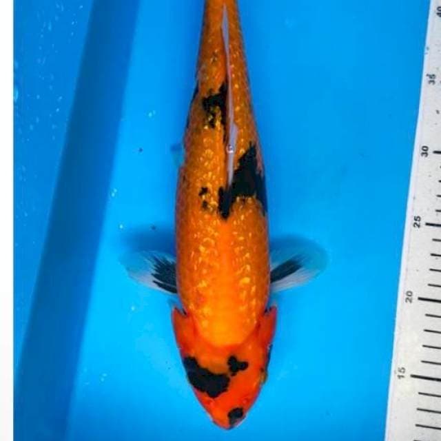 Hi showa 37cm