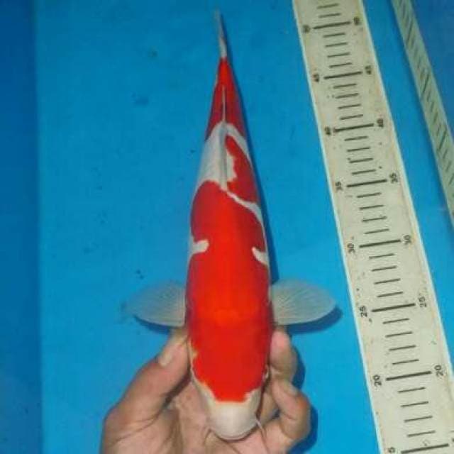 RAPI KOHAKU