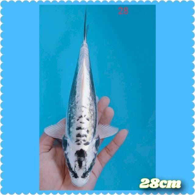 Wait Kabuto 28cm
