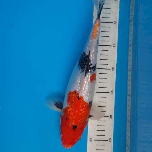 Showa gindrin 32cm