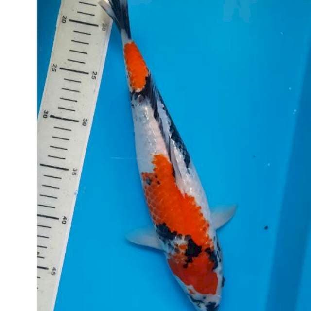Showa gindrin 34cm