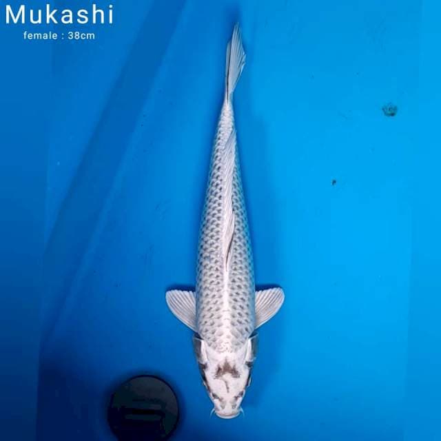 Mukashi _38