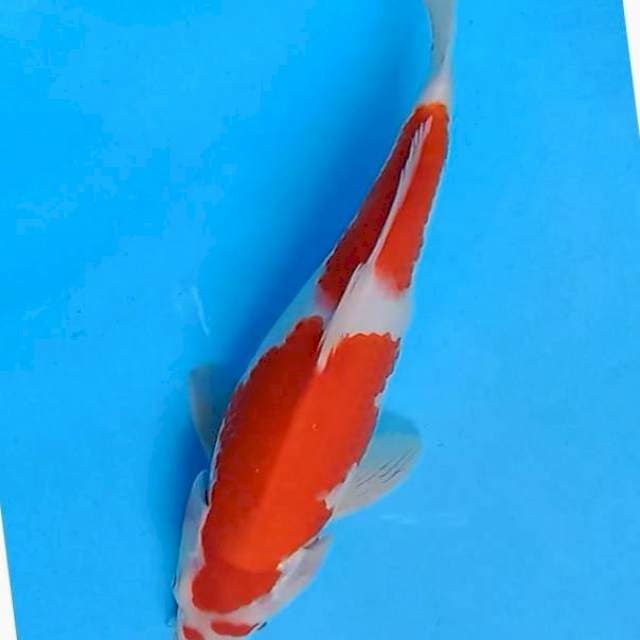Kohaku