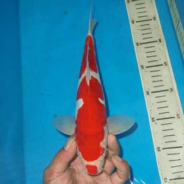 KUCIBENI KOHAKU