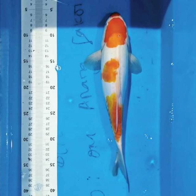 Kohaku 35cm