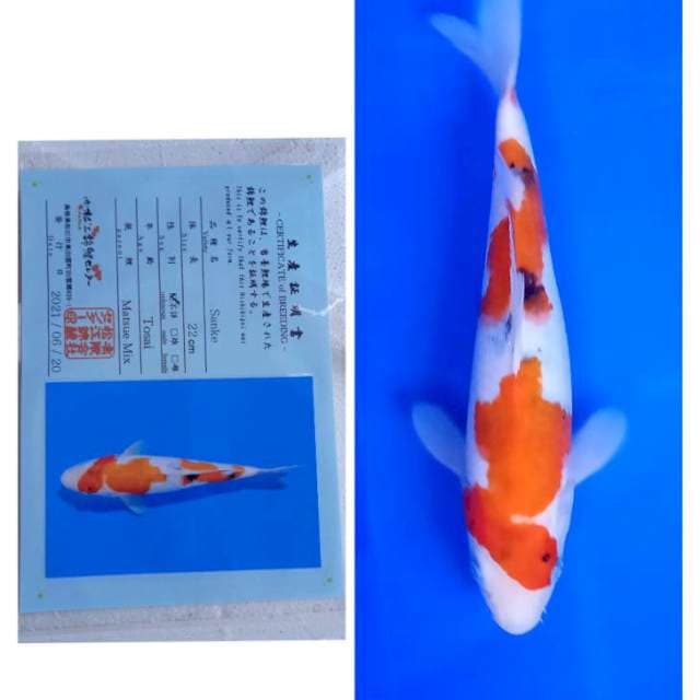 Sanke Tosai Serti Matsue