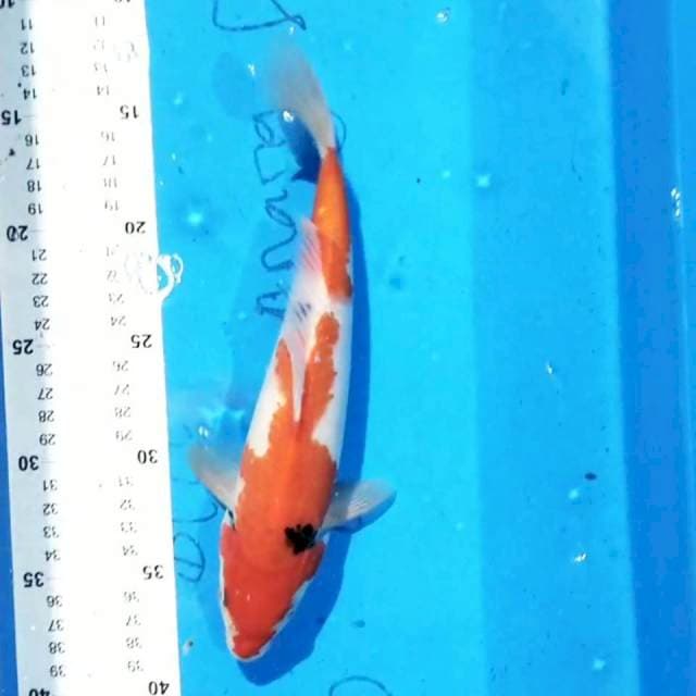 Sanke 34cm