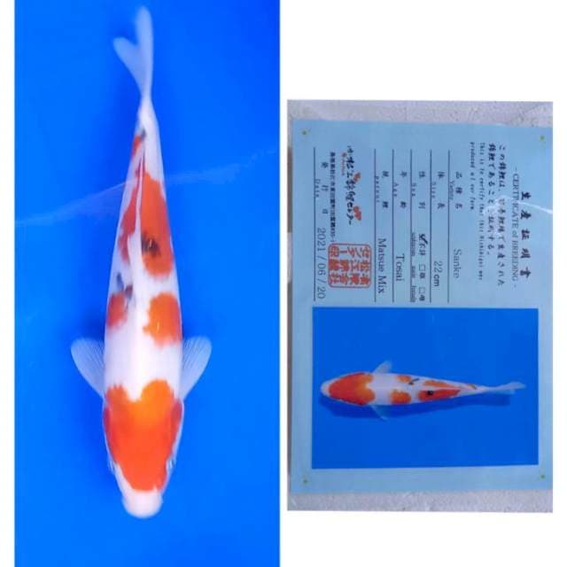 Sanke Tosai Serti Matsue