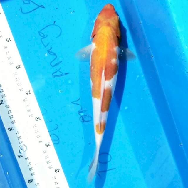 Kohaku 34cm