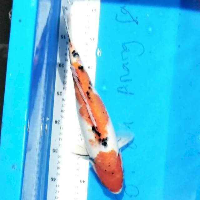 Sanke 34cm
