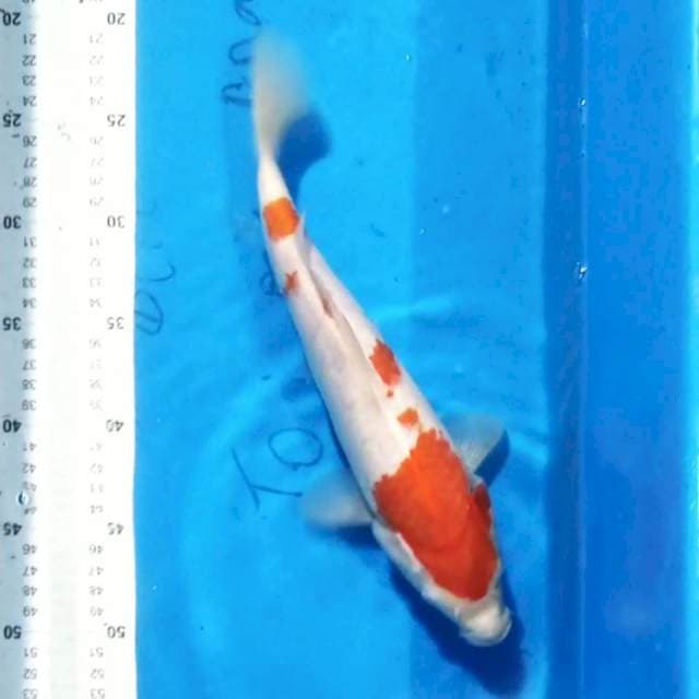 Kohaku 30cm