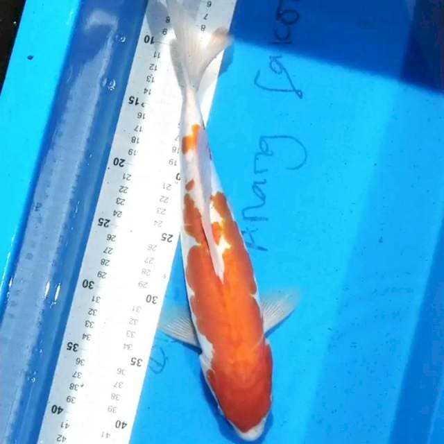 Kohaku 35cm