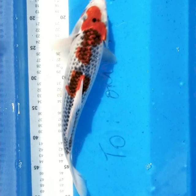 Goshiki 35cm