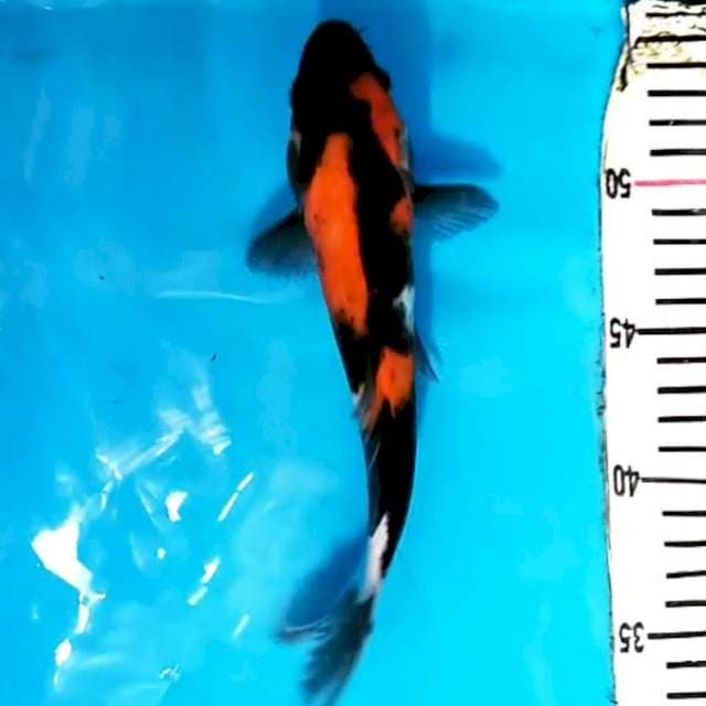 Hi Showa 25cm