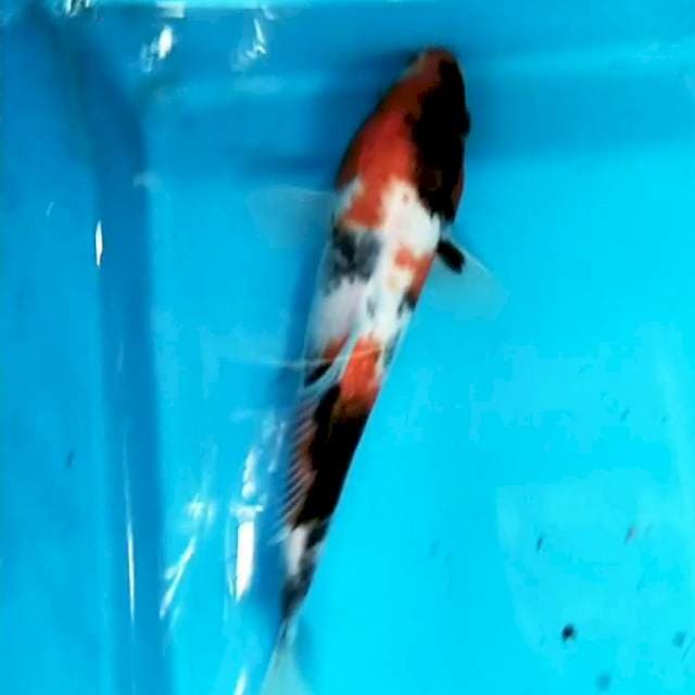 Showa 22 cm
