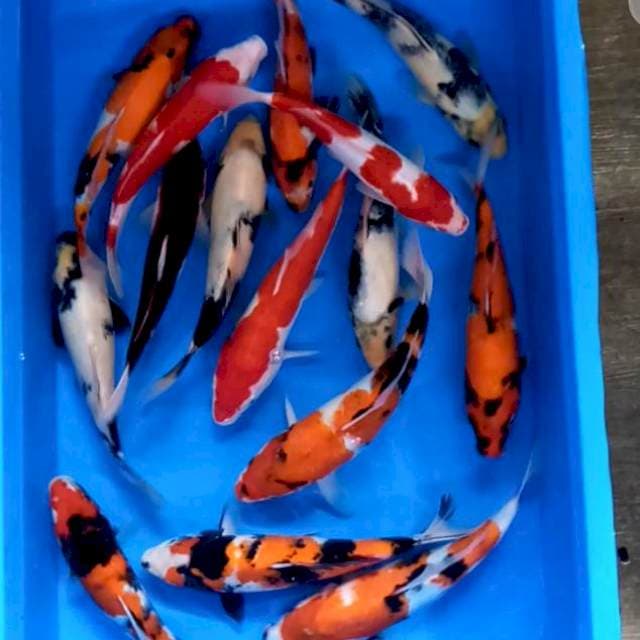 Paket Mix 15 ekor Strong colour