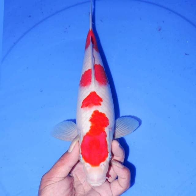 30cm HQ KOHAKU