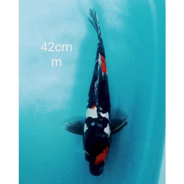 Jumbo Showa doitsu 42cm