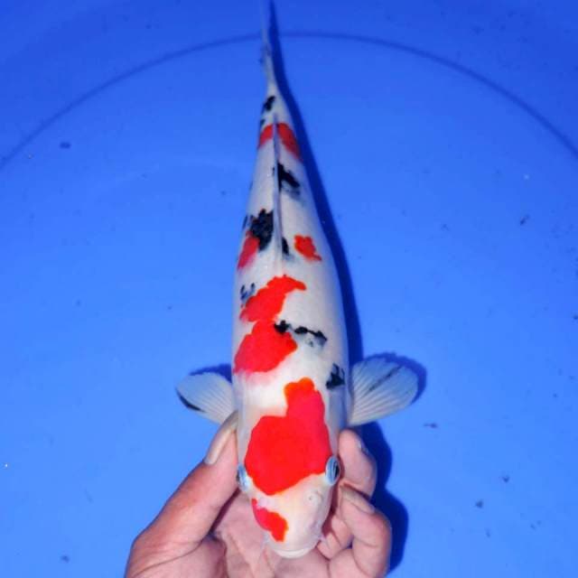 29cm SQ SANKE TSUBOSUMI