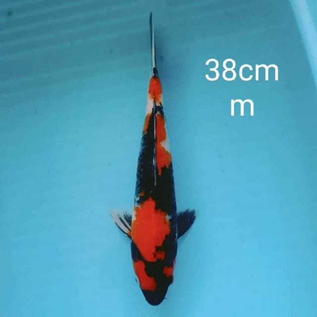 Showa 38cm