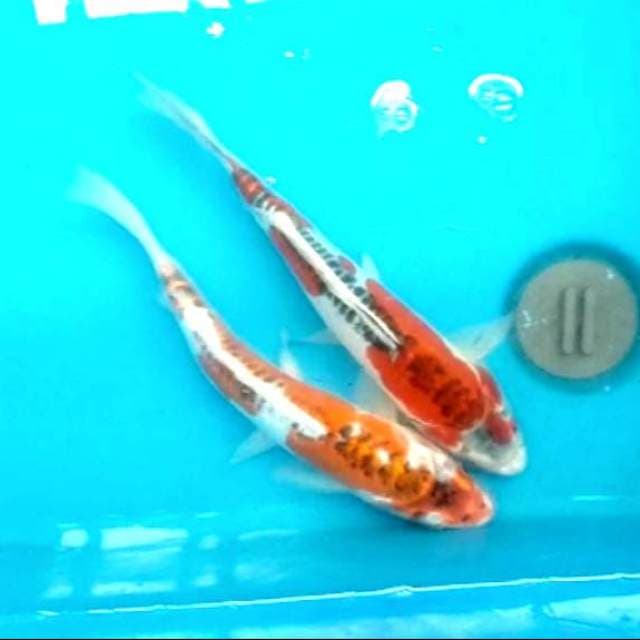 Mix kujaku dan goshiki doitsu 30 cm bu jozz body