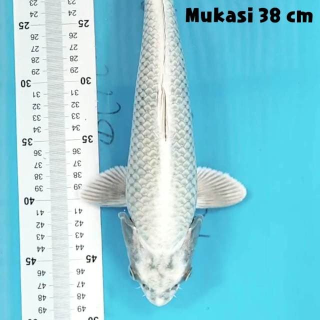 Mukasi 38 cm