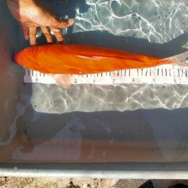 Akahajiro 46 cm
