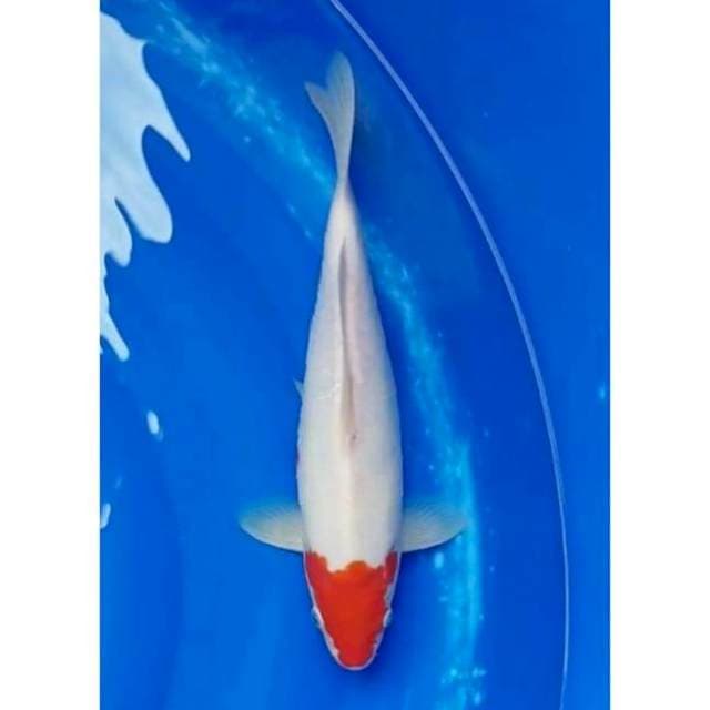 Tancho Kohaku Original Strong 30cm (F)