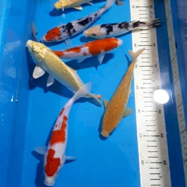 KOHAKU TANCHO YAMABUKI OGON 15-20 CM 8 EKOR