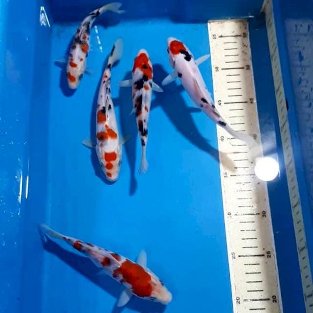 TANCHO SANKE 15-19 CM 5 EKOR