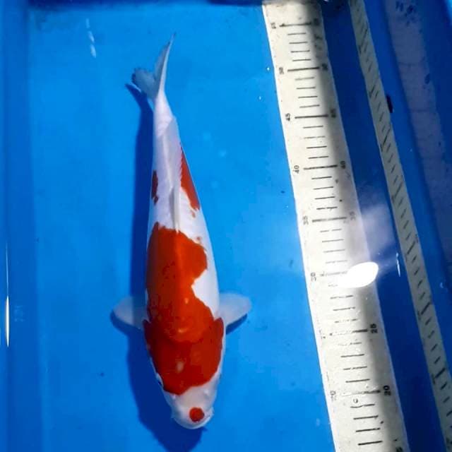 KOHAKU 32 CM