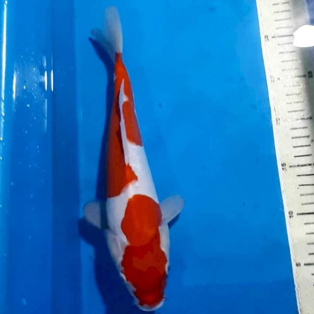 KOHAKU 32 CM