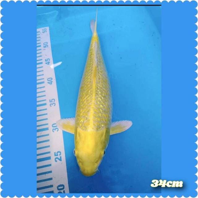Ogon gindrin 34cm