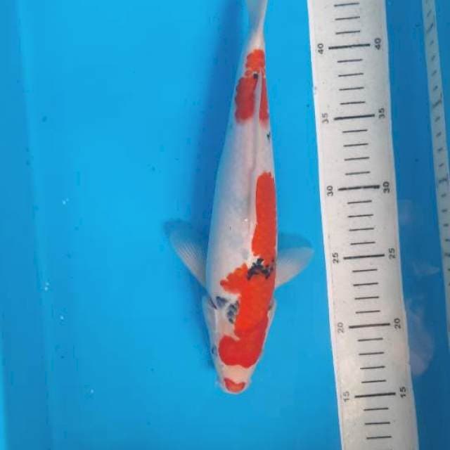 Sanke kucibeni 30cm