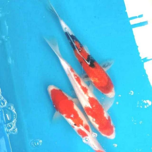 Kohaku sanke showa 30cm..pemanis kolam