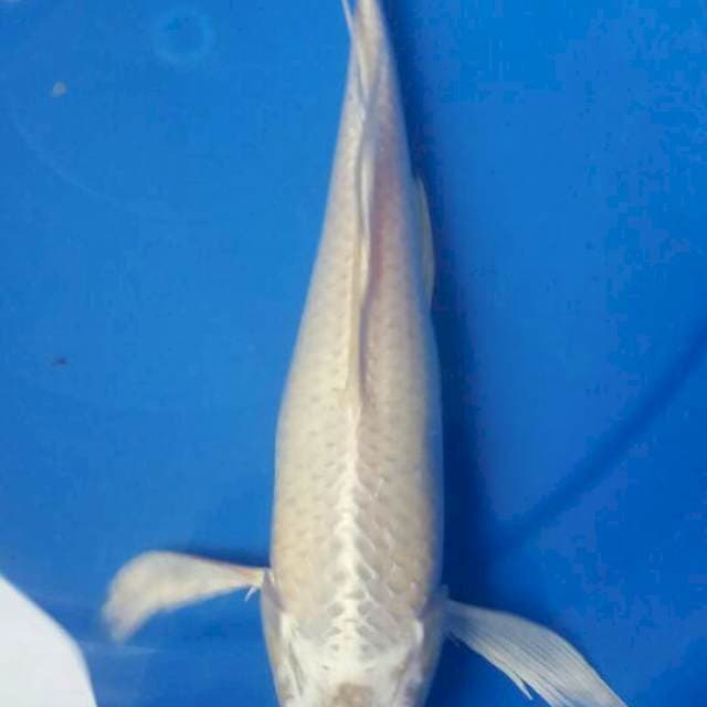 KUMPAY PLATINUM 30 CM