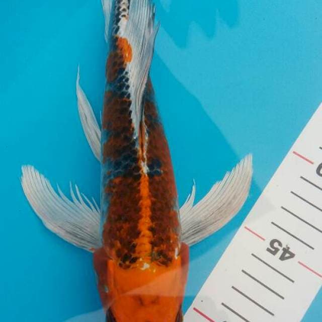 KUMPAY KUJAKU 30 CM
