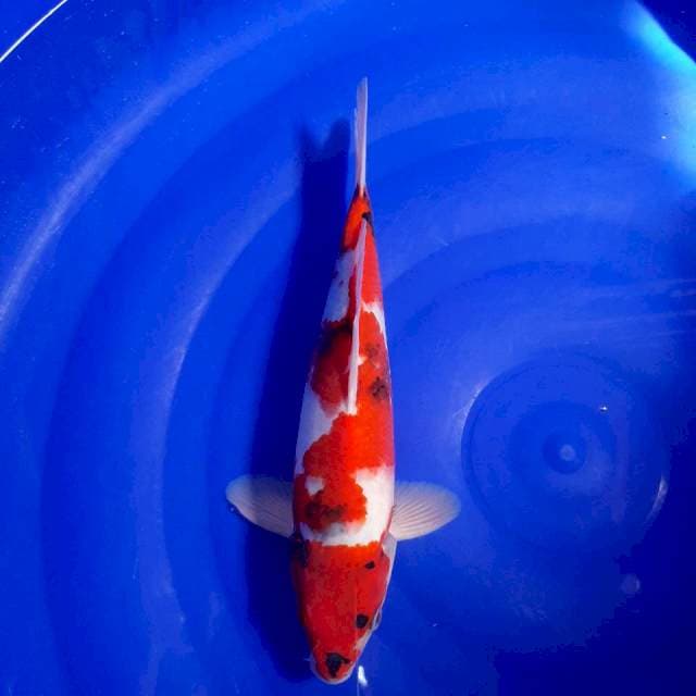 SHOWA STRONG 29cm