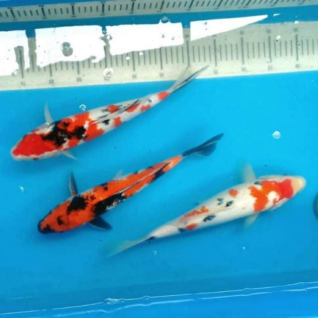 Mix jumbo showa sanke 36 37 38cm body mantebb