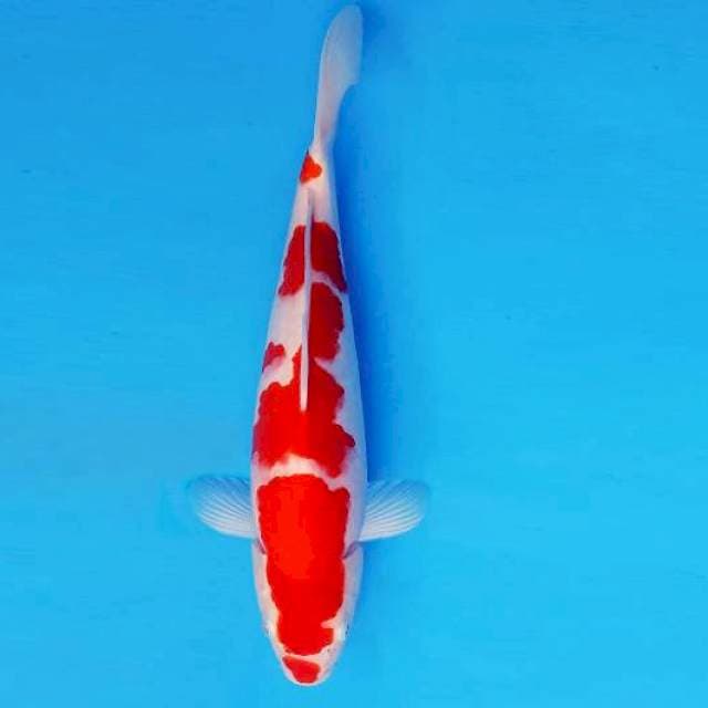 ASAHI LAVA 4 ~ KOHAKU ™
